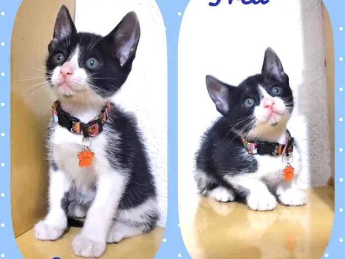 Gato raça Srd idade 2 a 6 meses nome Fred