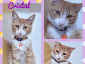 Gato raça Srd idade 2 a 6 meses nome Cristal 