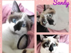 Gato raça Srd idade 2 a 6 meses nome Sandy
