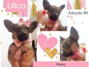 Cachorro raça Srd idade 2 a 6 meses nome Lilica