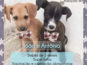 Cachorro raça Srd idade 2 a 6 meses nome João e Antônio 