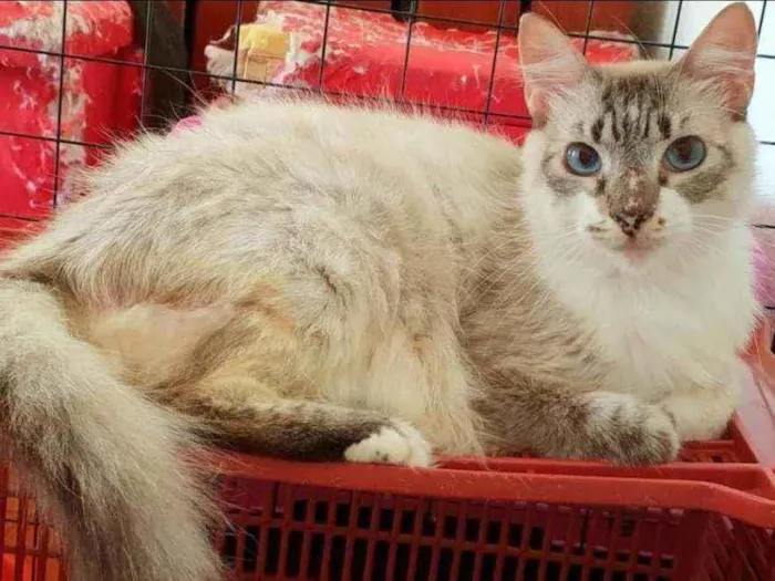 Gato ra a SRD idade 6 ou mais anos nome ...