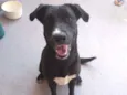 Bonita