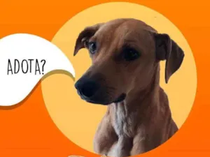 Cachorro raça  idade  nome Caramelo