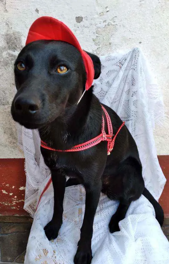 Cachorro raça SRD idade 2 anos nome Pretinha