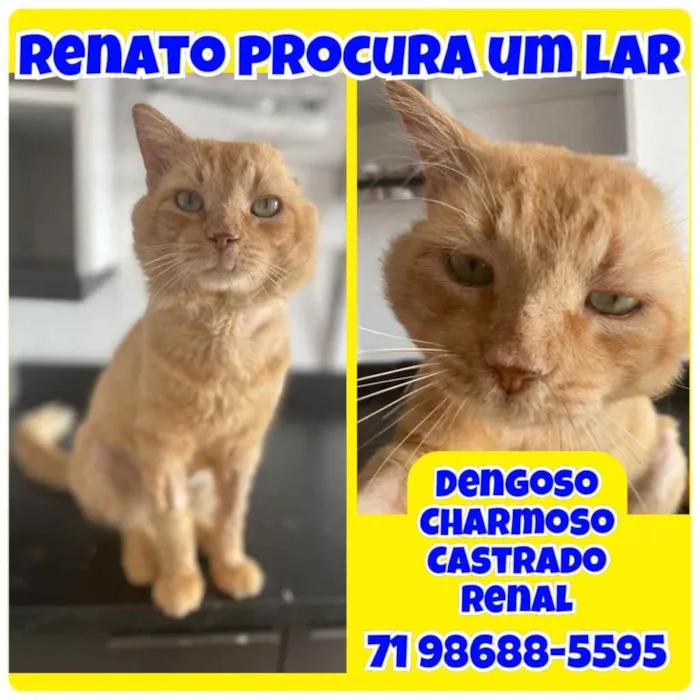 Gato raça Srd idade 2 anos nome Renato castrado