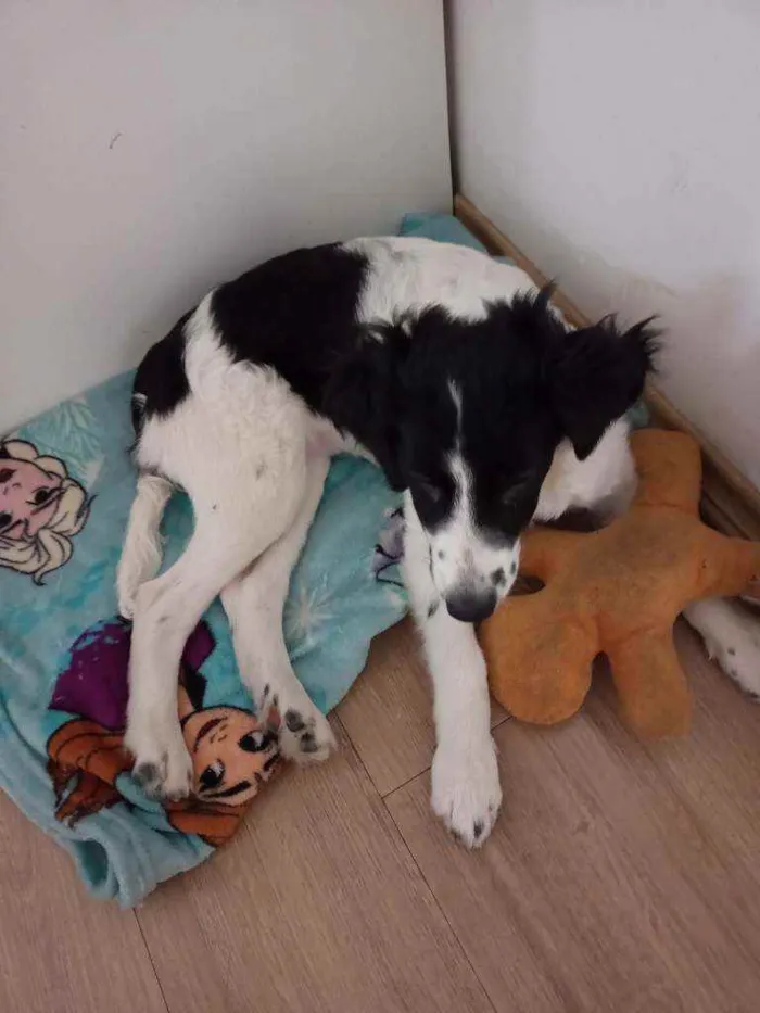 Cachorro ra a Sem raça definida idade 2 a 6 meses nome Luna