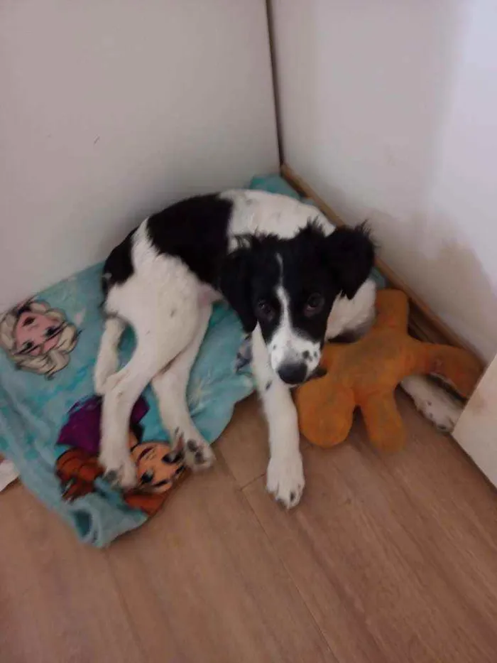 Cachorro ra a Sem raça definida idade 2 a 6 meses nome Luna