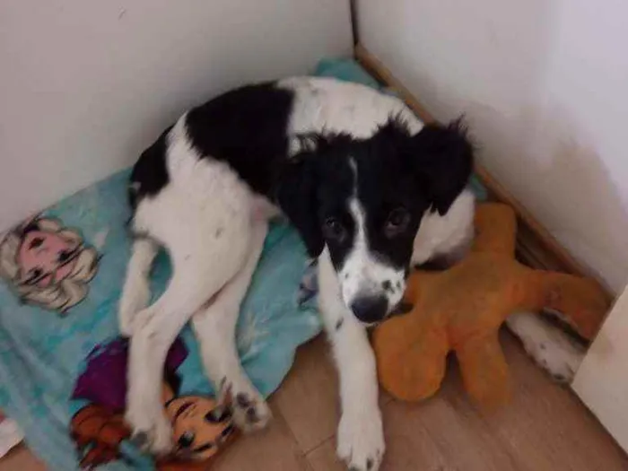 Cachorro ra a Sem raça definida idade 2 a 6 meses nome Luna