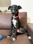 Lola
