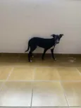 Lola