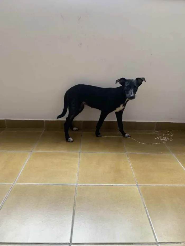 Cachorro ra a SRD idade  nome Lola