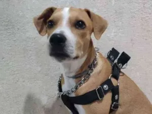 Cachorro raça RI idade 7 a 11 meses nome Vincent (Vicente)