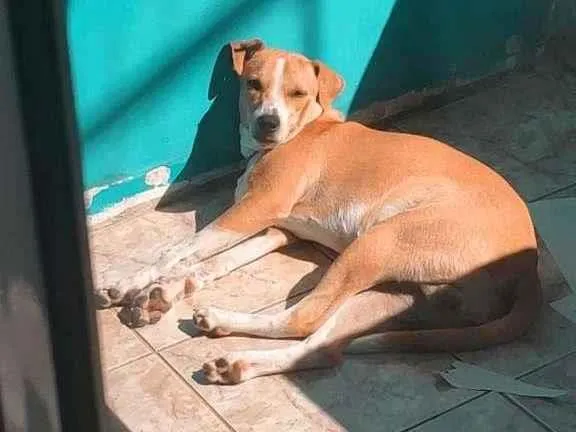Cachorro raça RI idade 7 a 11 meses nome Vincent (Vicente)