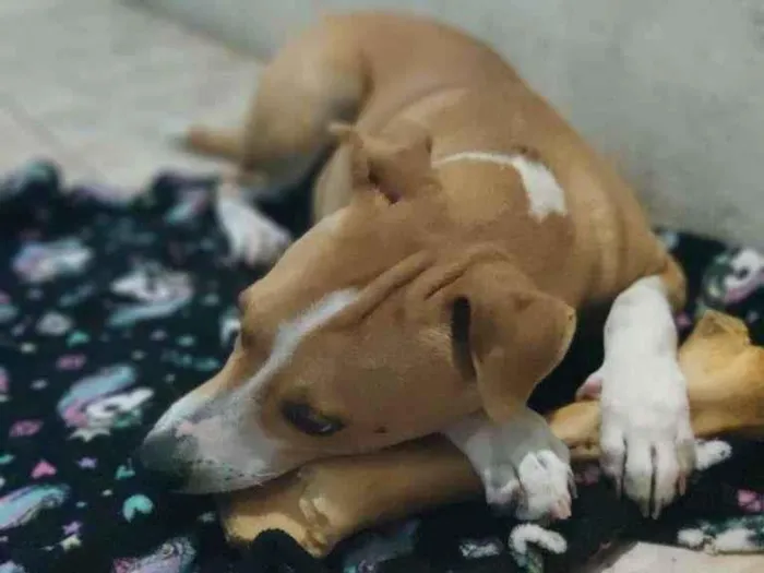 Cachorro raça RI idade 7 a 11 meses nome Vincent (Vicente)
