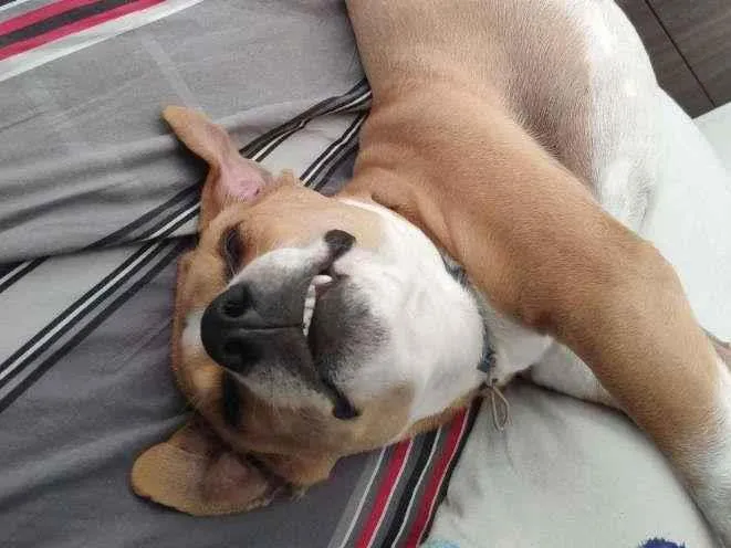 Cachorro raça RI idade 7 a 11 meses nome Vincent (Vicente)