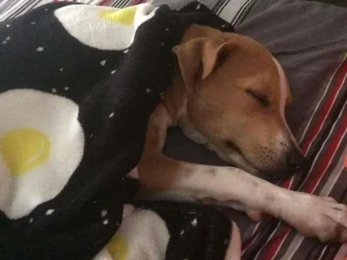 Cachorro raça RI idade 7 a 11 meses nome Vincent (Vicente)