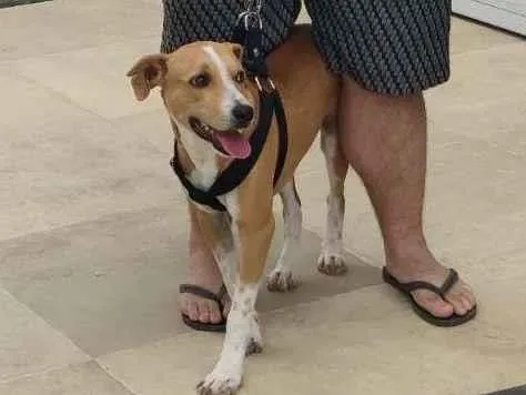 Cachorro raça RI idade 7 a 11 meses nome Vincent (Vicente)