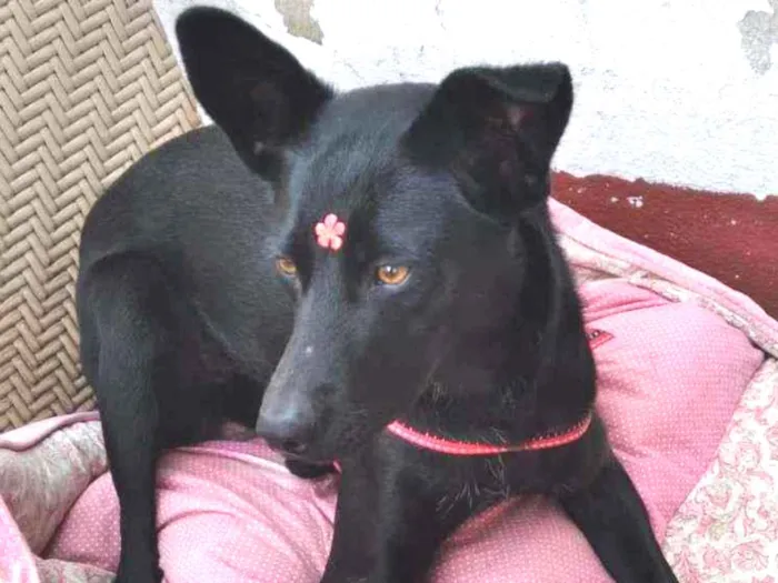Cachorro raça SRD idade 2 anos nome Pretinha