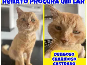 Gato raça Srd idade 2 anos nome Renato castrado