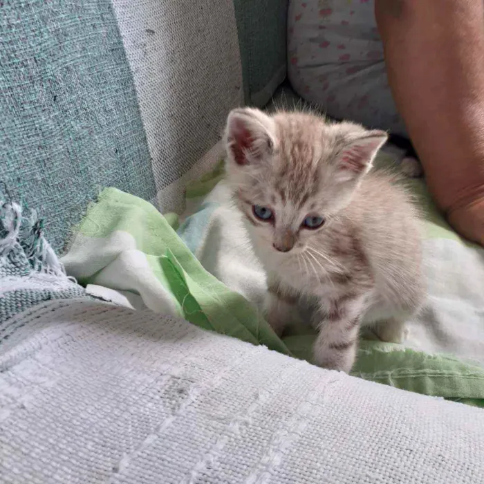 Gato raça Não discriminado  idade Abaixo de 2 meses nome Mel