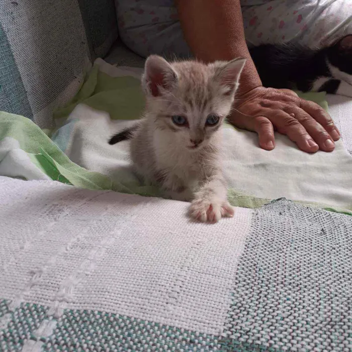 Gato raça Não discriminado  idade Abaixo de 2 meses nome Mel