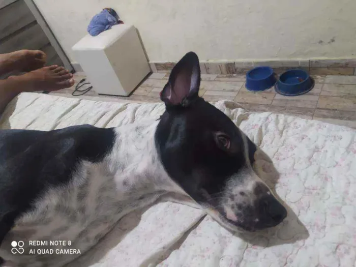 Cachorro ra a Mestiço (vira lata c/ Pit Bull idade 1 ano nome Bruce