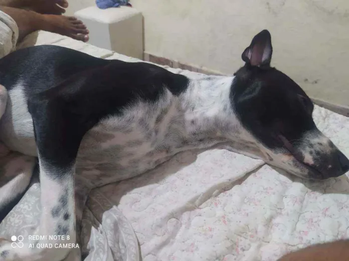 Cachorro ra a Mestiço (vira lata c/ Pit Bull idade 1 ano nome Bruce