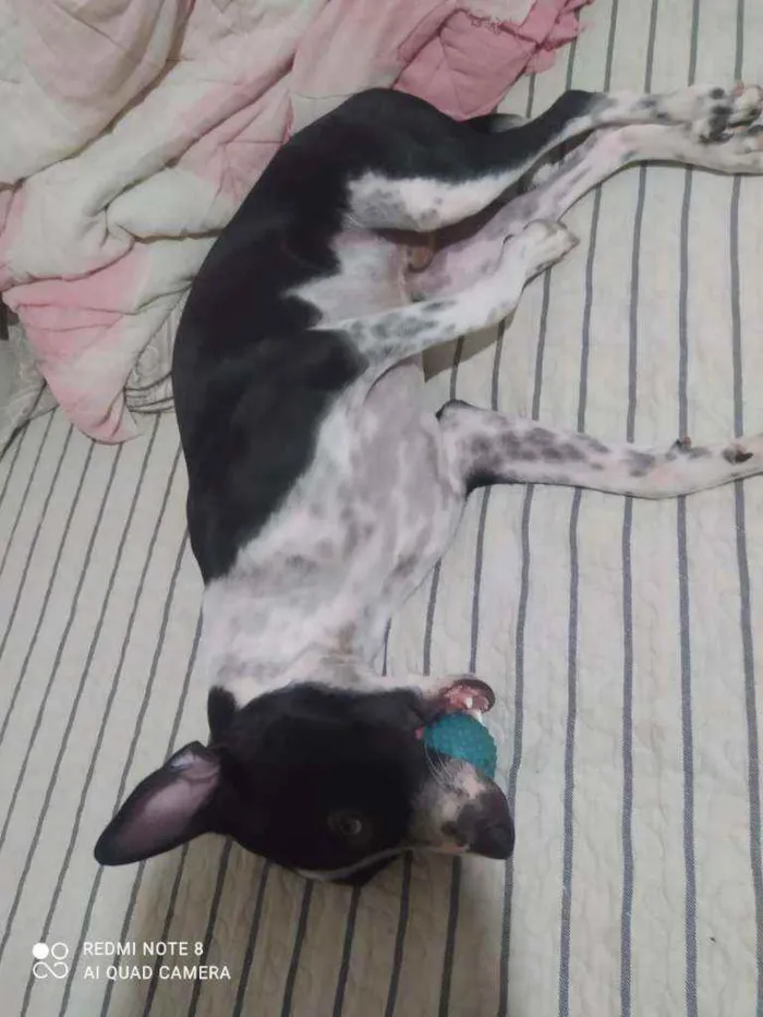 Cachorro ra a Mestiço (vira lata c/ Pit Bull idade 1 ano nome Bruce