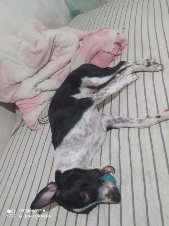 Cachorro ra a Mestiço (vira lata c/ Pit Bull idade 1 ano nome Bruce