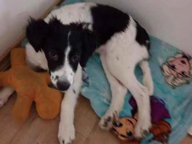 Cachorro ra a Sem raça definida idade 2 a 6 meses nome Luna