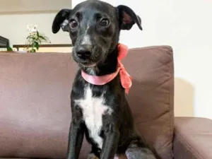 Cachorro raça SRD idade  nome Lola