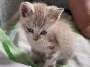 Gato raça Não discriminado  idade Abaixo de 2 meses nome Mel