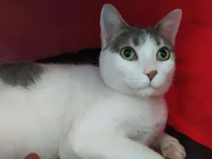 Gato raça SRD-ViraLata idade 1 ano nome Marylin