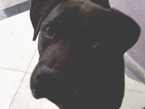 Cachorro raça Vira lata idade 1 ano nome Severo