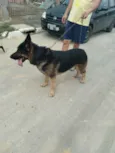 Tufão 