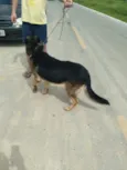 Tufão 