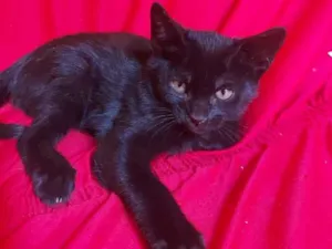 Gato raça SRD-ViraLata idade 2 a 6 meses nome sem nome