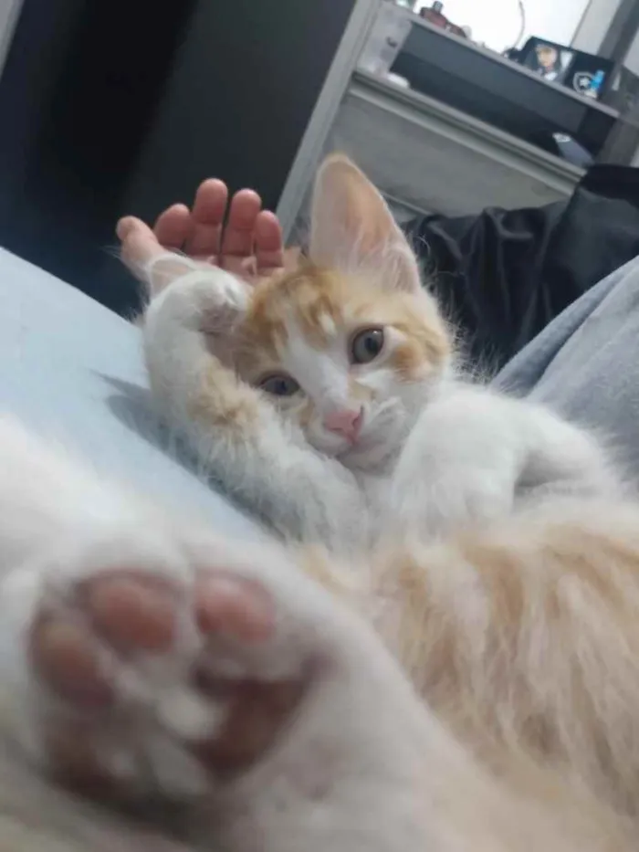 Gato ra a Vira lata  idade 2 a 6 meses nome Recém-nascido 