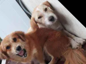 Cachorro raça Labrador com viralata e liasa  idade 7 a 11 meses nome Thor e mel 