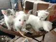 Gatos diversos