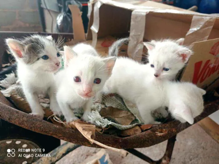 Gato raça SRD idade Abaixo de 2 meses nome Gatos diversos