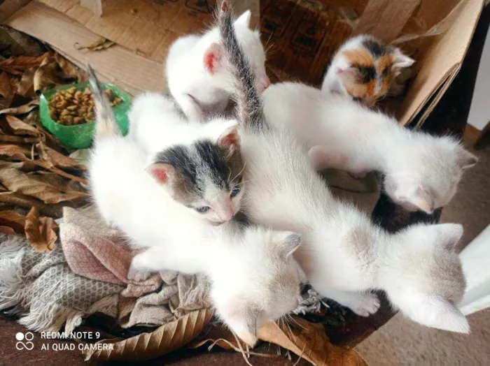 Gato raça SRD idade Abaixo de 2 meses nome Gatos diversos