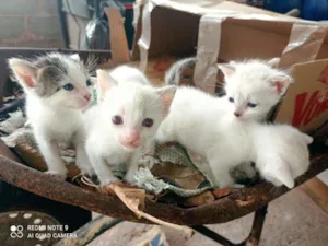 Gato raça SRD idade Abaixo de 2 meses nome Gatos diversos