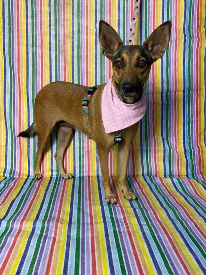 Cachorro ra a SRD idade 4 anos nome Margarida