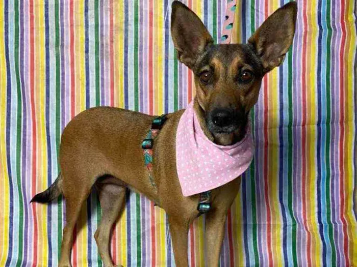 Cachorro ra a SRD idade 4 anos nome Margarida