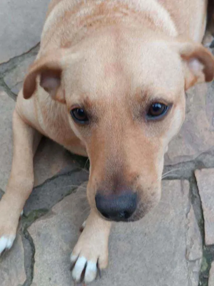 Cachorro ra a SRD idade 2 anos nome Maria flor