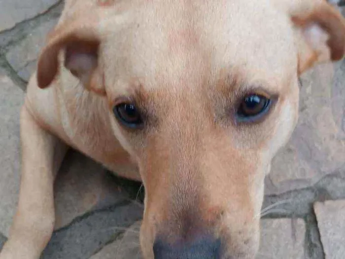 Cachorro ra a SRD idade 2 anos nome Maria flor