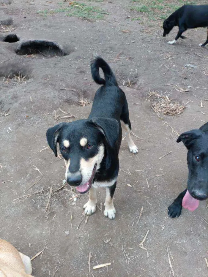 Cachorro ra a SRD idade 7 a 11 meses nome Carlinhos