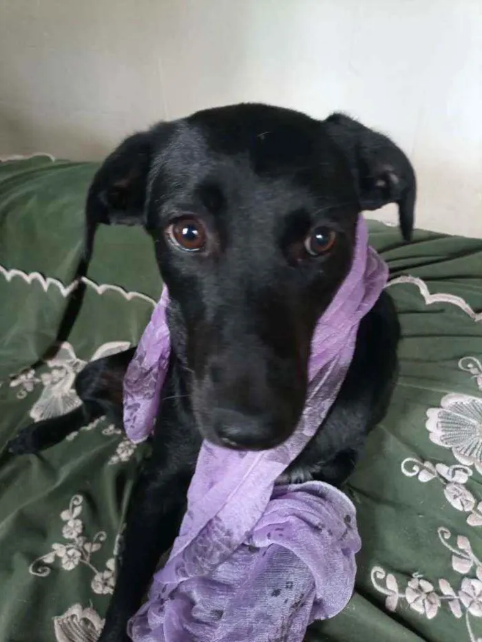 Cachorro ra a SRD idade 7 a 11 meses nome Dolly